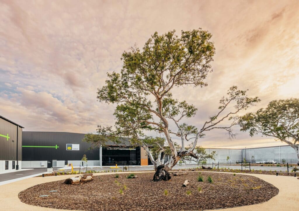 A large Eucalyptus tree captured at sunset planted outside a warehouse