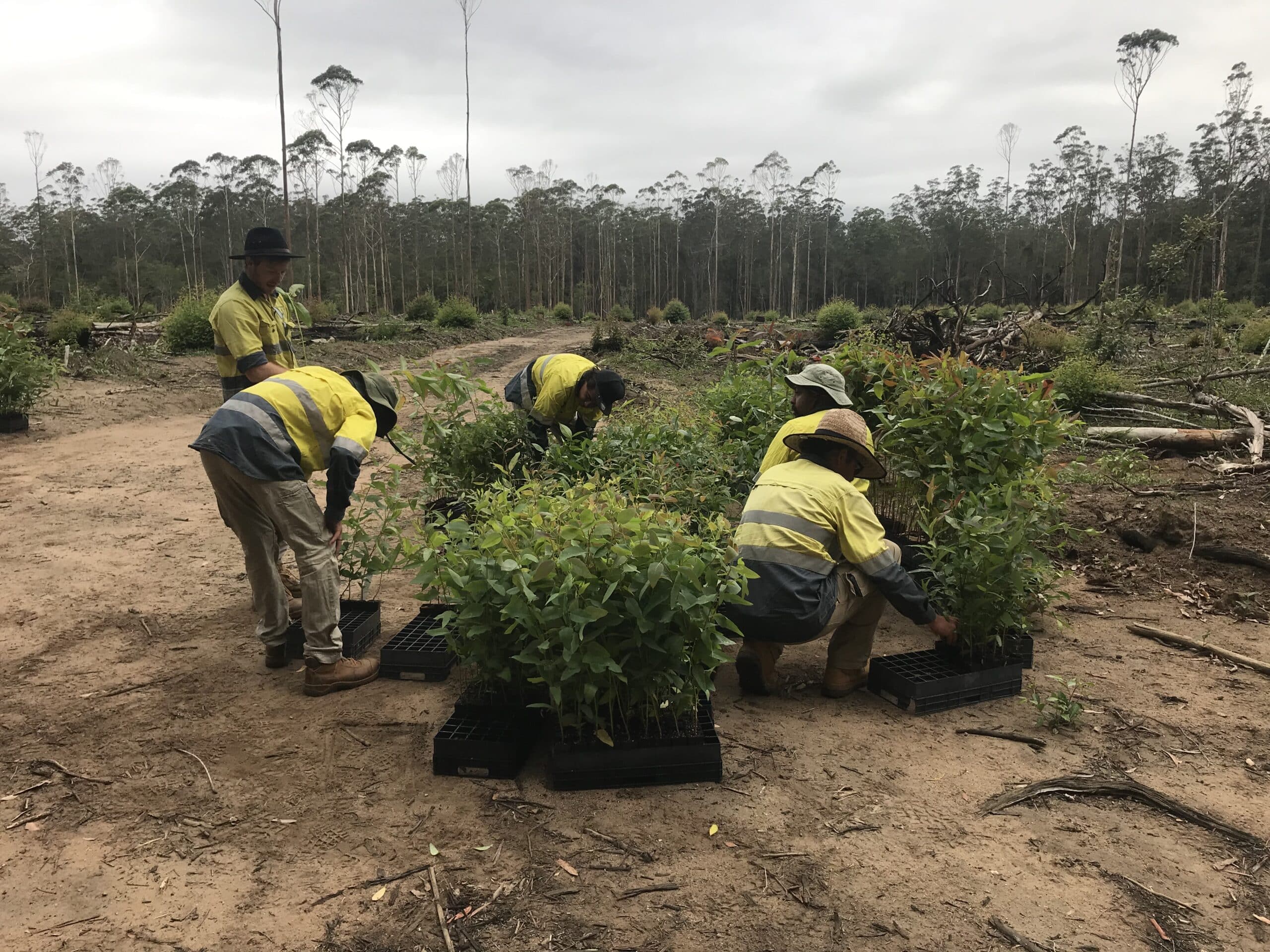 Workers planting native seedlings in cleared forest area as part of land restoration project