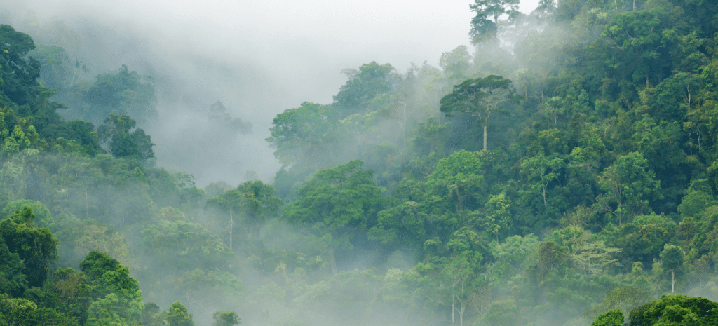 A deep green forest with a mist covering parts of it