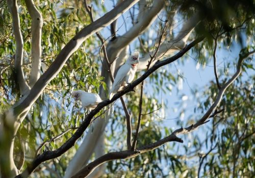 cockatoo-tree